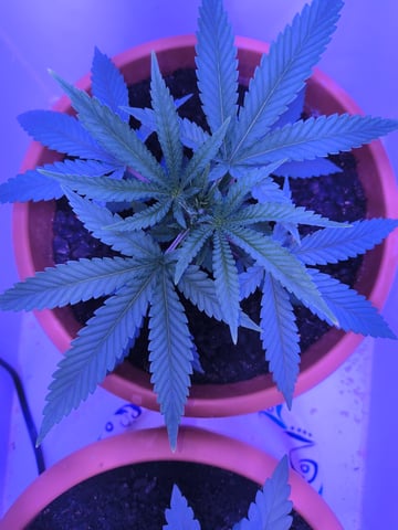 unknown strain 1st grow — vegetative, day 14