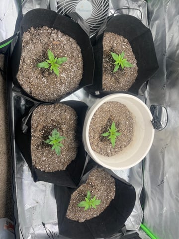 Blue Dream Photos — seedling_rooting, day 5