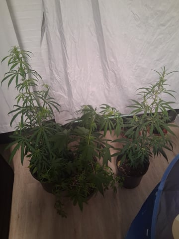 Panama Red Regular Jamaican Landraces — flower, day 37