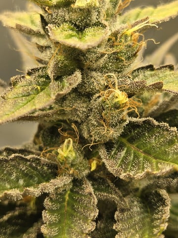 First Indoor Grow — flower, day 119