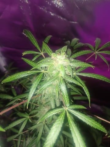 aurora auto — flower, day 98