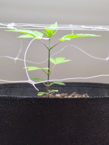 Audrey III — vegetative, day 47