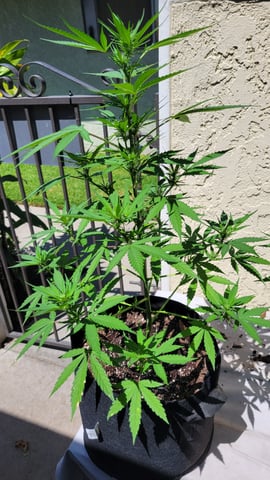 purple Kush, and Extra Large Kush — flower, day 35