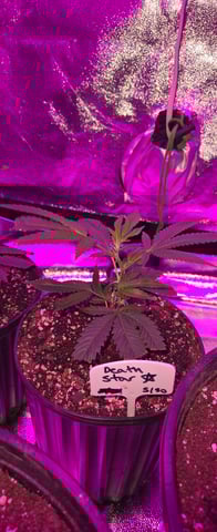 DeathStar, Grease Monkey, Goat Latto, Northern Lights — vegetative, day 7