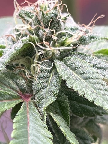 My Devine Conscious  — flower, day 156