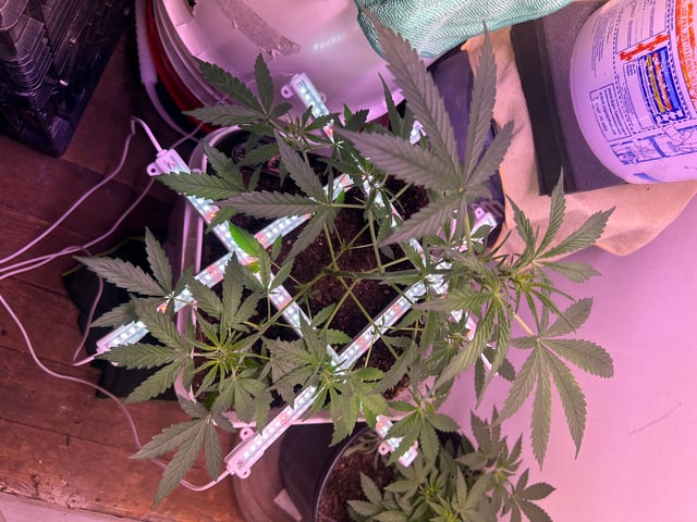 Gigawatt  — vegetative, day 69