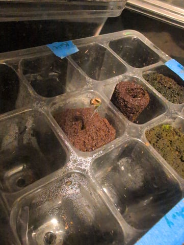 Berry White  — germination, day 1