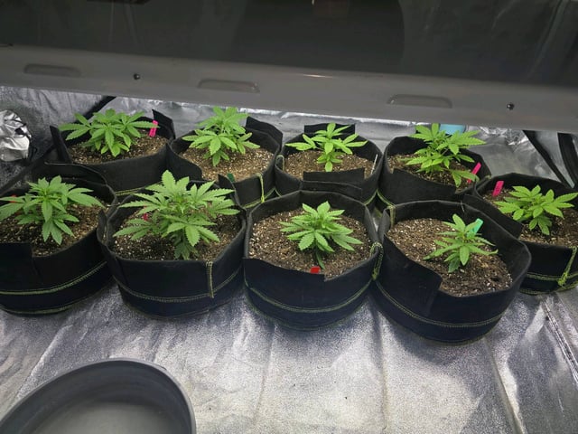 3rd Auto Grow — vegetative, day 40