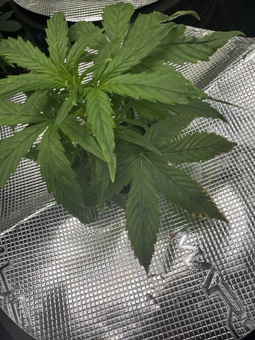 Round 1 — vegetative, day 33