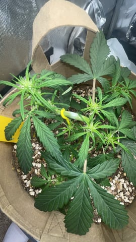 3x3 Grow — flower, day 37