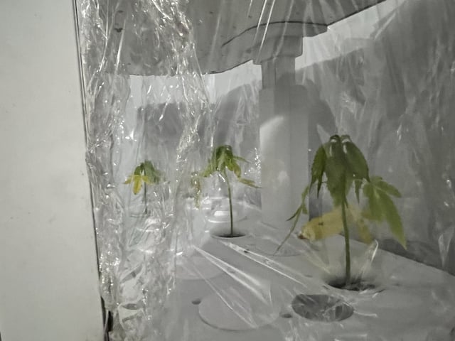 Banjo Clones — vegetative, day 16