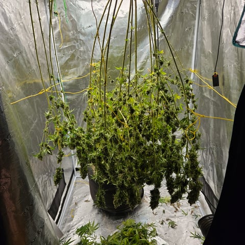 Big Momma Blue Dream  — harvest, day 74