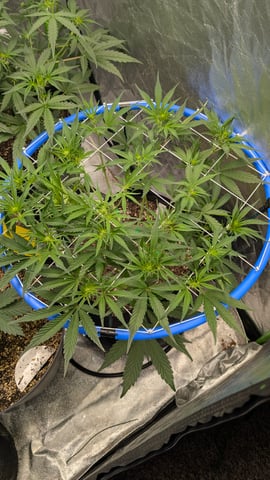 Mixed Grow — grow_setup, day 44