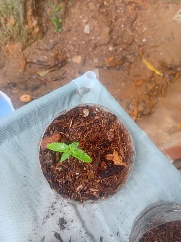 My First Grow — seedling_rooting, day 16
