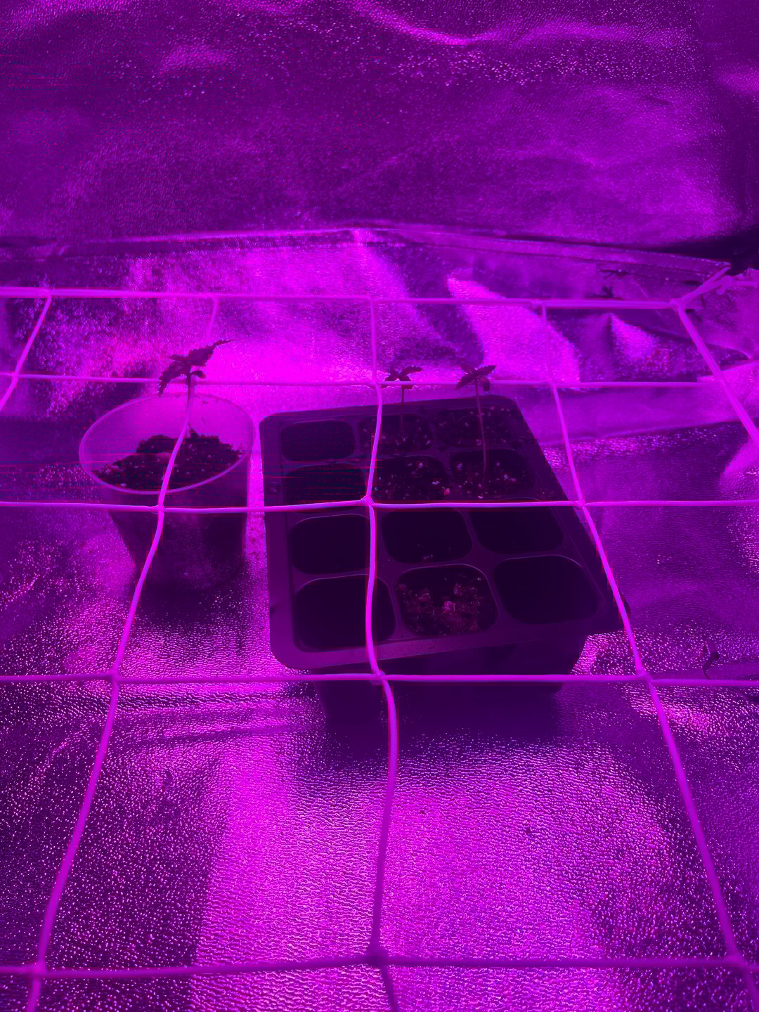 First attempt grow 😶‍🌫️