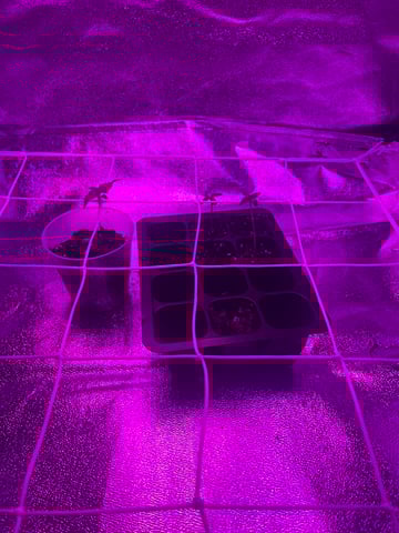 First attempt grow 😶‍🌫️ — seedling_rooting, day 1