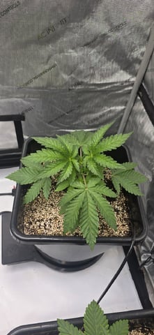 Maple Nectar  — vegetative, day 25