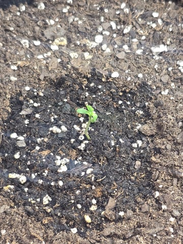 3rd Auto Grow — seedling_rooting, day 25