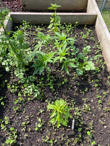 queen of soul X cap junky  — vegetative, day 58