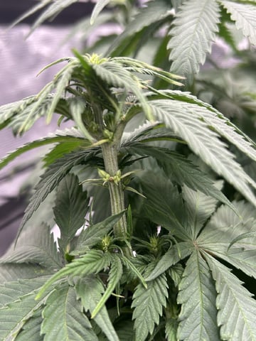 2025-26 harvest INDOOR — flower, day 91