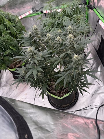 Witches Brew Autoflower by Dream Beans — flower, day 7