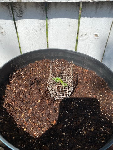 My First Grow — seedling_rooting, day 14