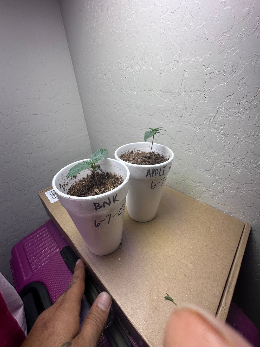Grow#2
