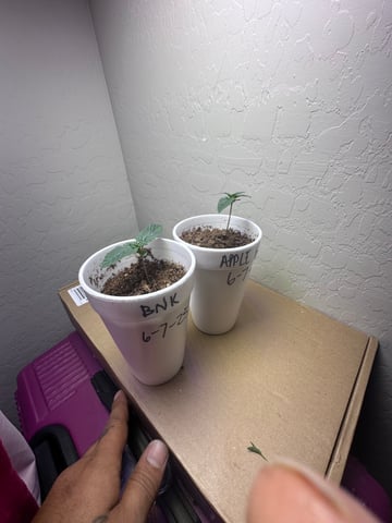 Grow#2 — seedling_rooting, day 1
