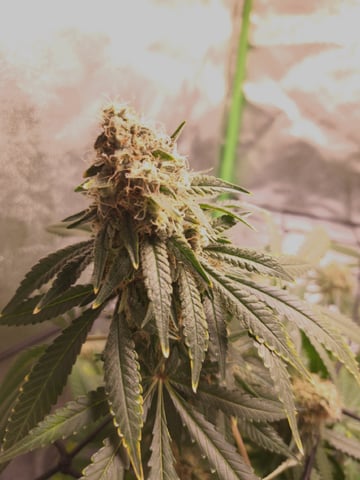 Pineapple Chunk/Runtz — flower, day 135