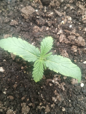 Critical Purple Kush — vegetative, day 21