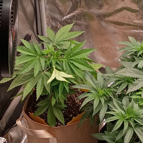 TentPlantLightFan — vegetative, day 53