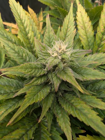 First Legal Grow — flower, day 119