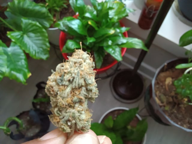 Started from clone 5/20 (Blood Diamond OG) 