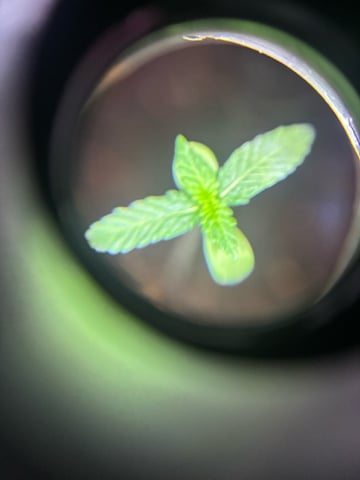 banana x Pink runtz — vegetative, day 25