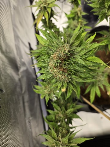 First Indoor Grow — flower, day 128