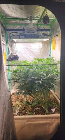 10G's — flower, day 63