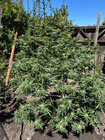 2025 harvest  — harvest, day 34