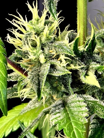 (4)autos  — flower, day 58