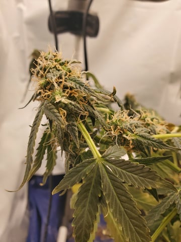 Banana Purple Punch & Rainbow Showers — flower, day 98