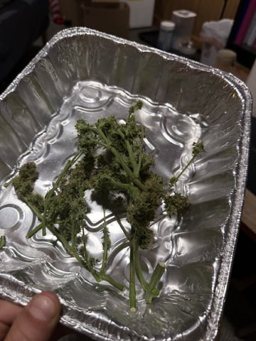 Gorilla Cookies — 1st Grow — harvest, day 73