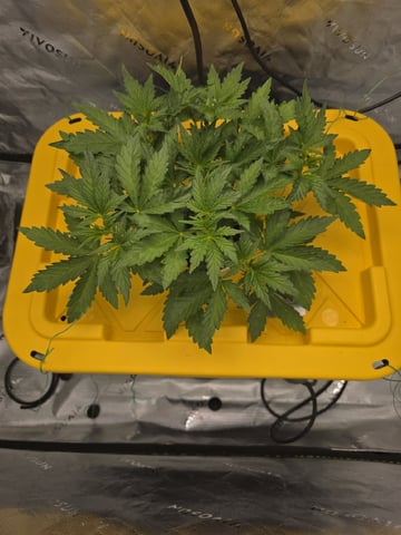 Mendo Frost Autoflower — vegetative, day 21