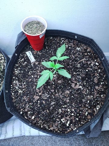 Beans For Days run — vegetative, day 16