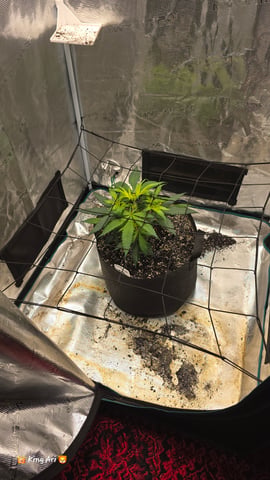 Slightly Stoopid Fruits  — grow_setup, day 2