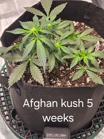 1st grow — flower, day 26