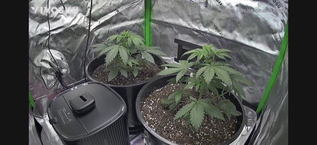 white Widow  — vegetative, day 7