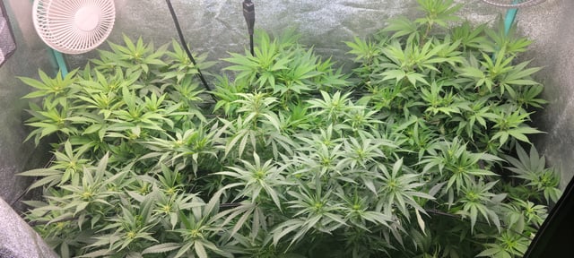 $chooners Grow — flower, day 3