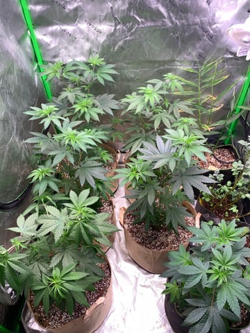 Papaya Frosting  — vegetative, day 53