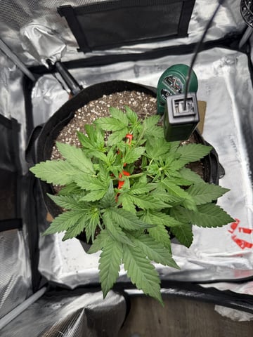 Gorilla Cookies 2nd Try — vegetative, day 35