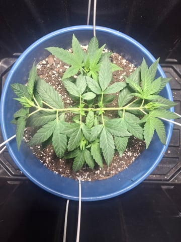 5 Random Seeds in a pot I found in my grinder. — vegetative, day 38