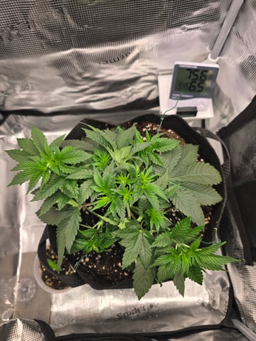 Northern lights #10 (Alaska) — vegetative, day 23